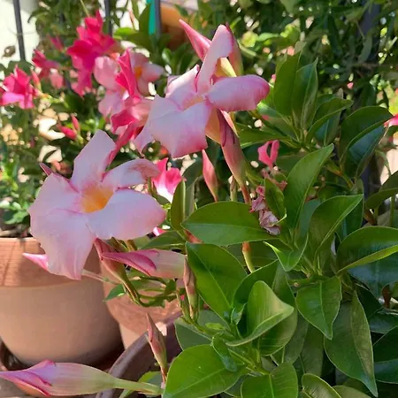 招待所 Bizjak L'agriturismo