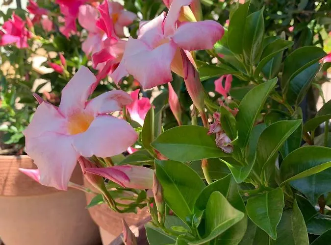 Penzion Bizjak L'agriturismo